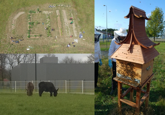 Photos d'actions RSE funs mises en place par CETIH : le potager bio, la ruche et l'éco-pâturage.