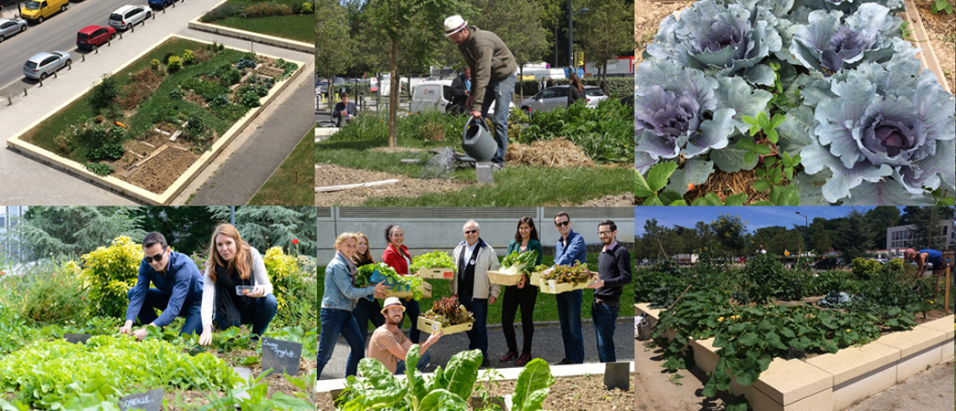 potager-collaboratif-solidaire-audencia